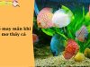 Mơ thấy cá có ý nghĩa gì? May mắn hay xui xẻo?