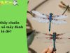 Mơ thấy con chuồn chuồn số mấy đánh lô đề
