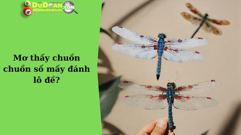 Mơ thấy chuồn chuồn số mấy đánh lô đề?