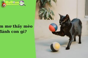 Mơ thấy mèo đen đánh số may mắn bao nhiêu? Ý nghĩa giấc mơ