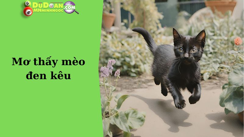 Mơ thấy mèo đen kêu