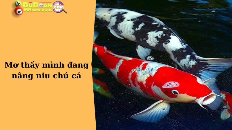 Mơ thấy mình đang nâng niu chú cá