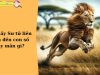 Mơ thấy sư tử có ý nghĩa gì trong tương lai? Đánh số may mắn nào?