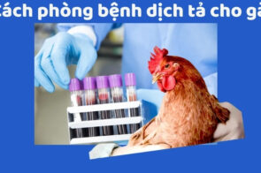 Bệnh dịch tả gà là gì? Cách phòng bệnh và điều trị cho bà con